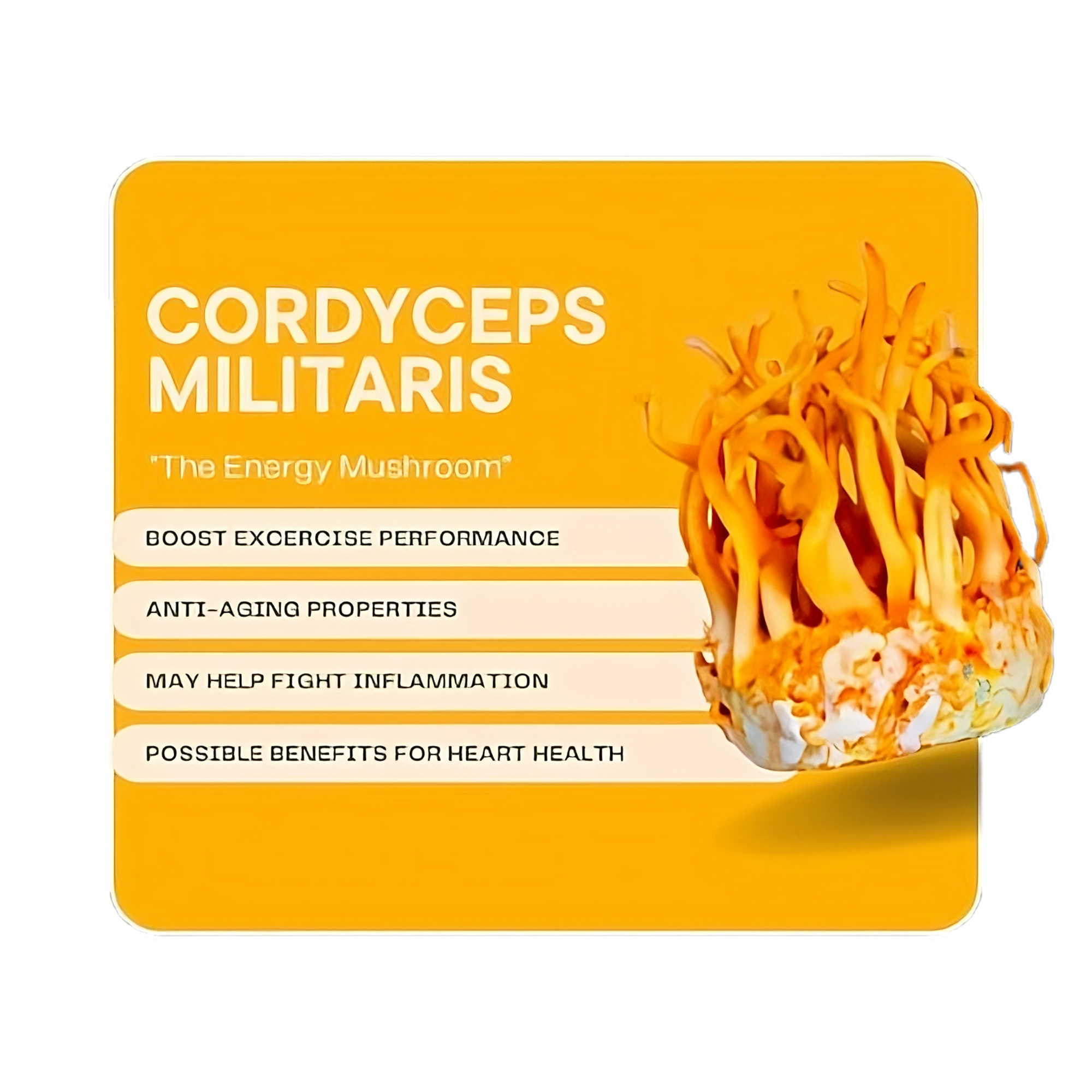 Cordyceps Militaris